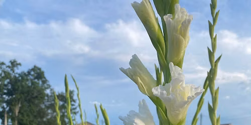 Peak Gladiolus Bloom Saturday Morning U Pick Flower Event 