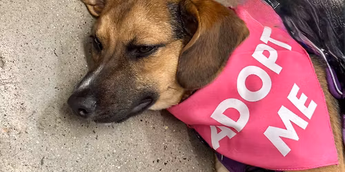 Eavesdrop brewery, Mutt Love gathering. Save the date.