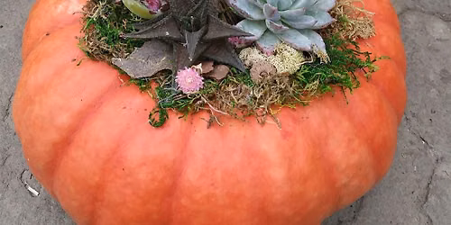 Pumpkin Succulent Garden