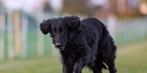 Medina Kennel Club Fast Cats