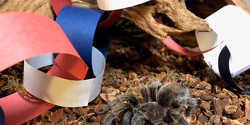 Daggerwing Visits The Library: Insects & Spiders