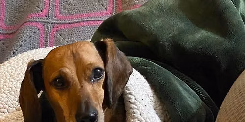 Animal Reiki Master Course with Mineca Mae Wilson