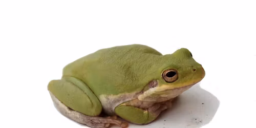 Frog Watch USA Training (Day 1)