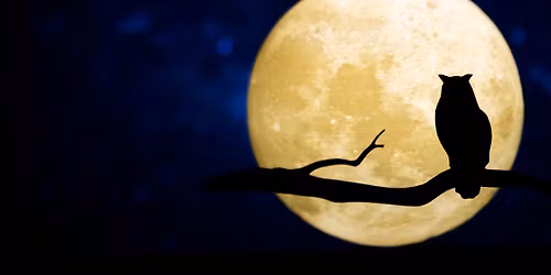 Balade nocturne : d\u00e9couverte de la faune nocturne 