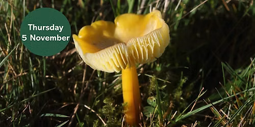 Gosforth's Wild Web: Waxcap Wander