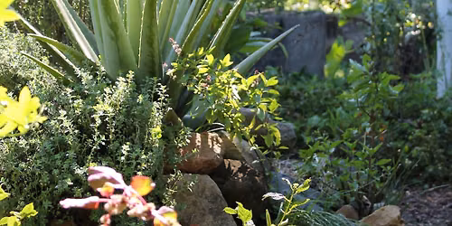 Mackay Community Garden - AGM
