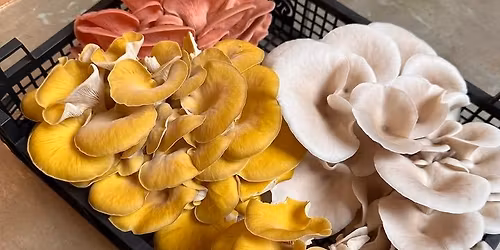 Mushroom Talk, Tasting & Growing Workshop