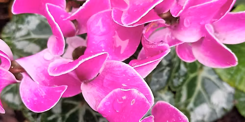 Gong Relaxation - Morley