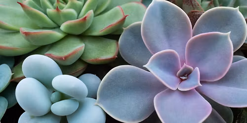 Rooted in Love: A Succulent Workshop