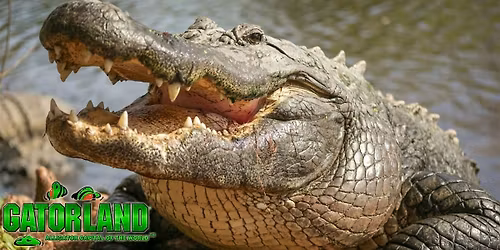 Free Day at Gatorland: Sponsored by Charter Research
