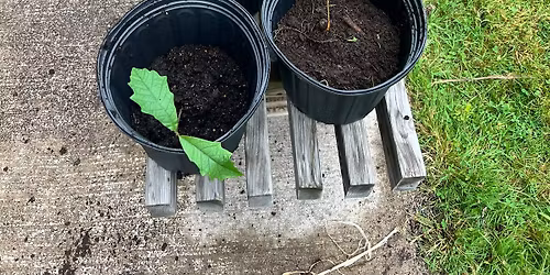 Arbor Day Celebration and Pancake Breakfast