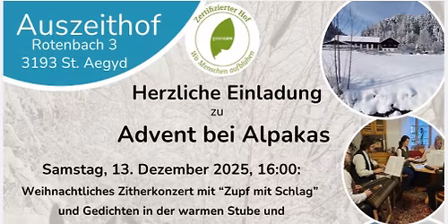 Advent bei Alpakas