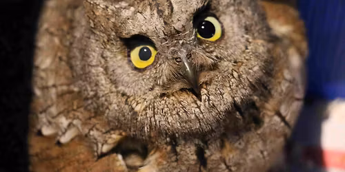 A la recherche du hibou Petit-duc Scops