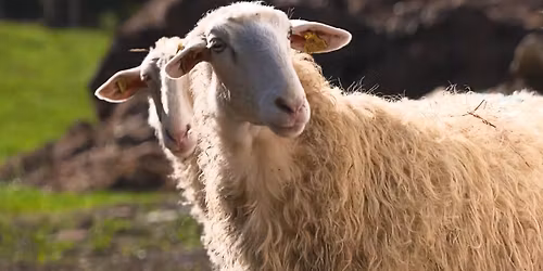 In cammino alla gioiosa Fiera dei Beru di Monforte