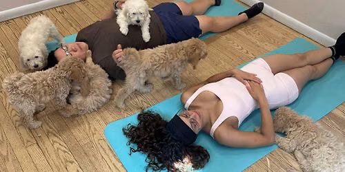 Doodle Puppy Yoga Wellness SoHo