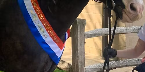 Unaffiliated Dressage 