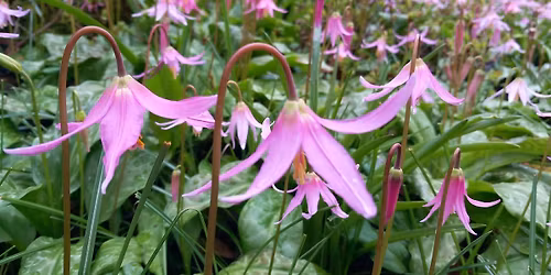 Tea, talk & walk - herbaceous plants & bulbs for spring colour