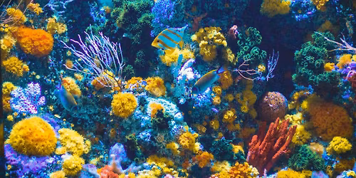 Mythical sea creatures writing workshop: with Lynne Stretch