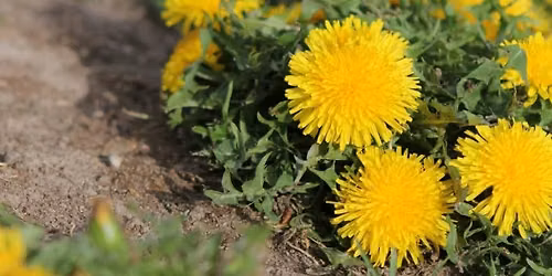 What to Do with Weeds