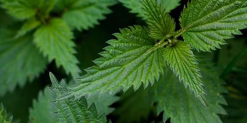 Spotlight on Nettles \u00a335
