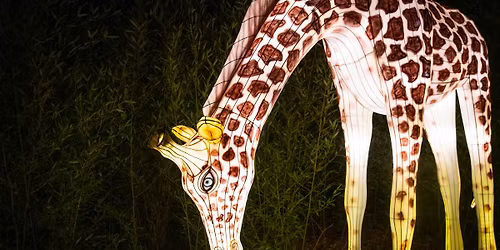 ZooLights Member Preview Night 