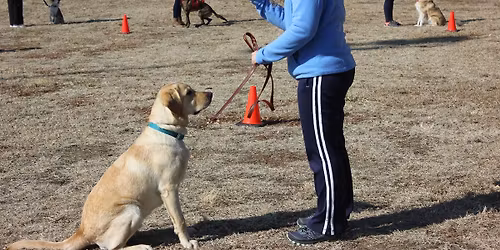 Kramer K9 training in Manhattan