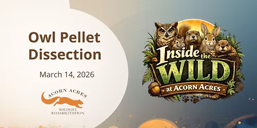 Owl Pellet Dissection - Inside the Wild at Acorn Acres