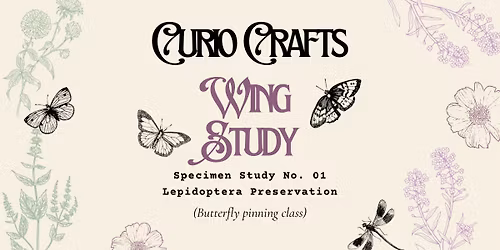 Wing Study: Lepidoptera Preservation 01