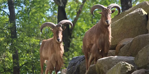 Animals, Habitats, & Ecosystems