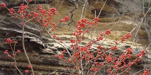 Winter Holiday Traditions