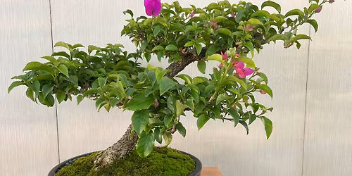 Conf\u00e9rence Bonsa\u00ef en \u00e9volution sur 3 ans