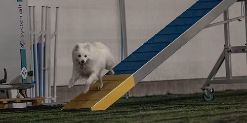 SBK agility sitt Januarstevne \u2b50\ufe0f