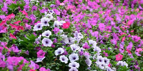 Picnic in the Petunias