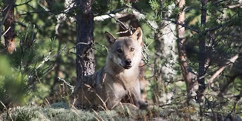 Naturliv sommarkurs - I djurens sp\u00e5r