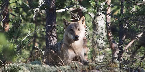 Naturliv sommarkurs - I djurens sp\u00e5r