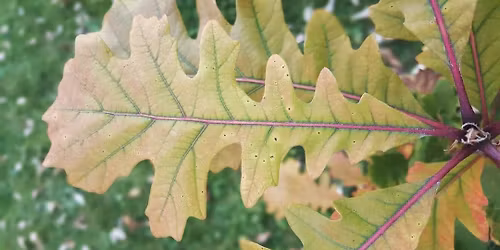 Free Tree Giveaway