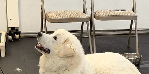 Beginner Dog training class