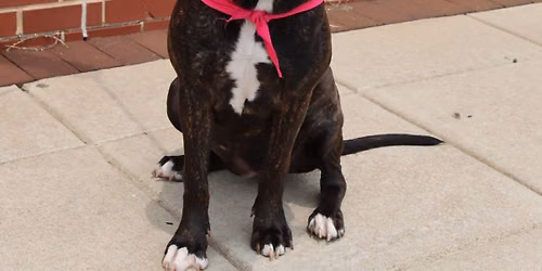 AFH ADOPTION EVENT @ BLESSING OF THE ANIMALS