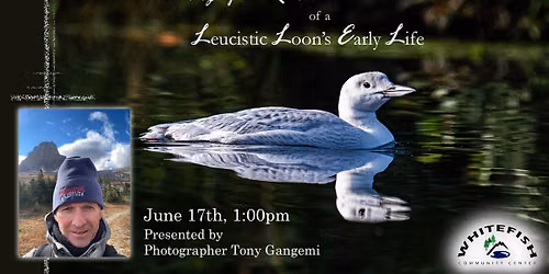 A Photographic Record of a Leucistic Loon\u2019s Early Life\n@ Whitefish Community Center \n