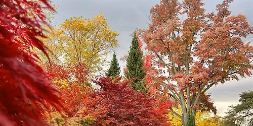 Forest Bathing at the Garden