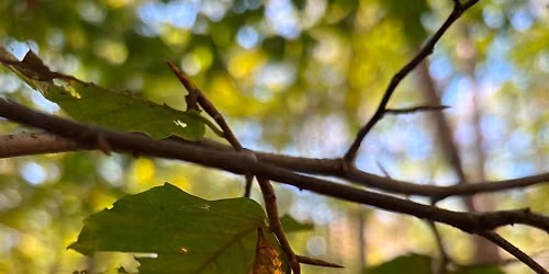 Summer Tree ID - Coyote Run Nature Preserve