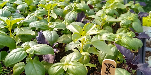 May Plant Sale!