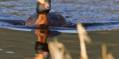 Spring in the Highlands