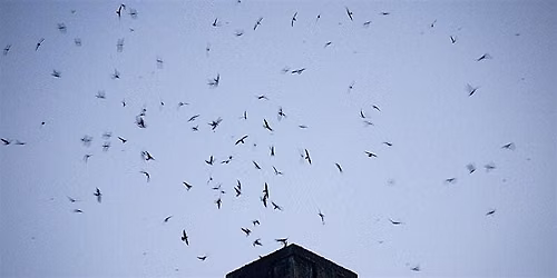 Vaux's Swifts