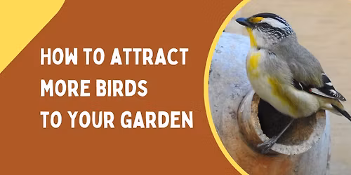 How to Attract Birds to Your Garden