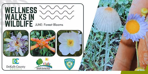 WWiW-MOT: Forest Blooms