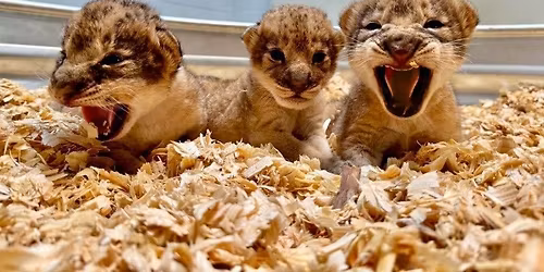 Crazy Cat Ladies Going to Check Out Them Lion Babies!