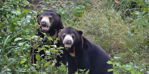Quiz Night for bears!