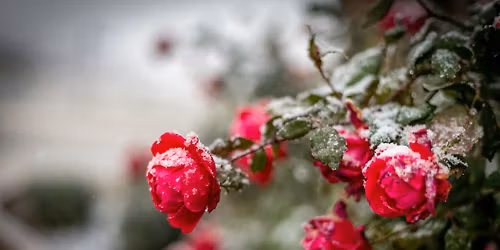 The Hendrix Players present: Rose and the Rime