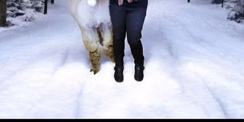 Farm Animal Holiday Photo Shoot